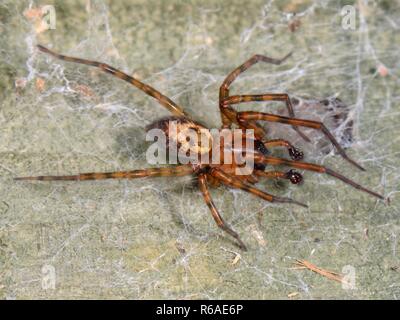 Dentelle commune weaver / Lace-araignée (Amaurobia palmés similis) mâle sur une femme sur internet de clôture de jardin, il vibre à des intervalles à sa cour. Banque D'Images