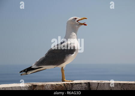 Sagull pleurer sur un mur au bord de la Mer Méditerranée Banque D'Images