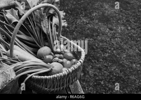 Panier tressé rempli de légumes fraîchement récoltés à partir de l'attribution Banque D'Images