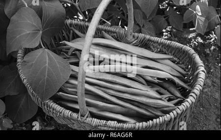 Panier tressé rempli de haricots fraîchement cueillis Banque D'Images