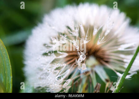 Plan Macro sur fluffy et fragile fleur de pissenlit avec gouttes de pluie en début de matinée. Concept de l'évolution des saisons et de la nature l'éveil. Vent qui souffle awa Banque D'Images