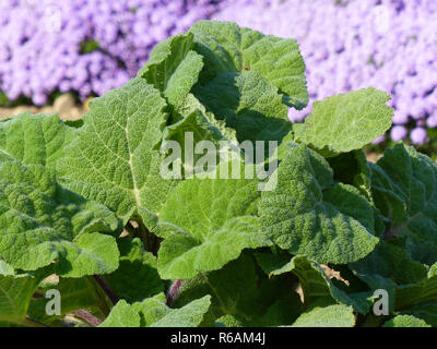 Grandes feuilles vert sauge sclarée, Salvia sclarea, fleurs de violette et de thym Banque D'Images