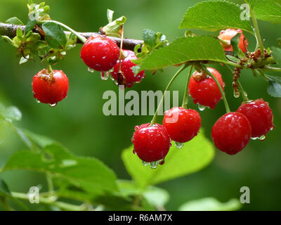 Cerises, Griottes à l'eau descend après une pluie chaude Banque D'Images