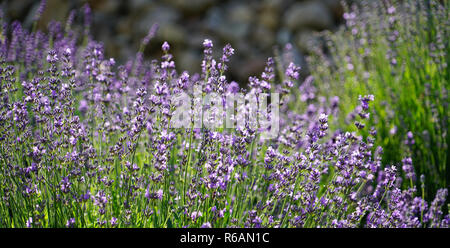 La lavande vraie, Lavandula angustifolia Banque D'Images