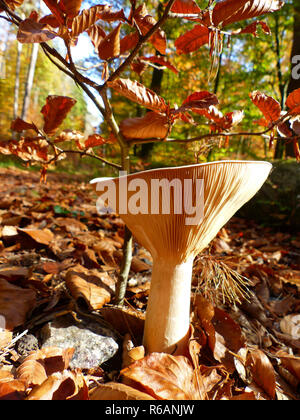 Dessous, champignons, lamelles de champignons sous un jeune hêtre de la Forêt du Palatinat, d'automne, vue Ver Banque D'Images