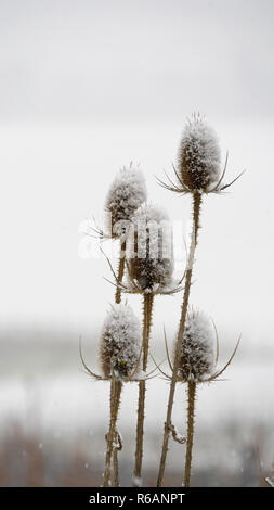 Cardère sauvage Dipsacus fullonum en hiver, Banque D'Images