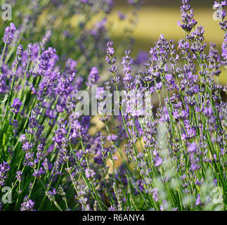 La Lavande, Lavandula angustifolia Banque D'Images