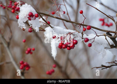 Boule de neige sur les plantes, Viburnum opulus Infructescence, fruits rouges Banque D'Images