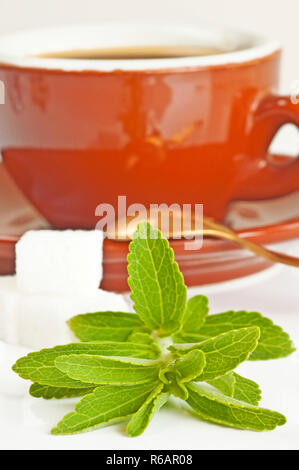 Le Stevia Rebaudiana Le soutien de fines herbes pour le sucre Banque D'Images