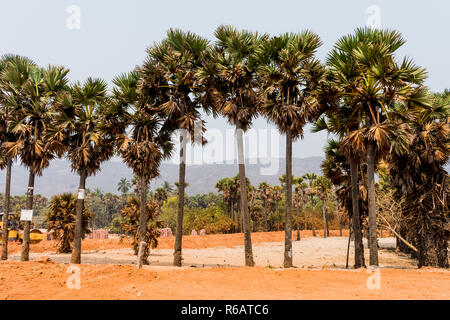 Green Palm arbres poussent sur le sable rouge sur l'arrière-plan du ciel bleu avec petit village beach. Banque D'Images
