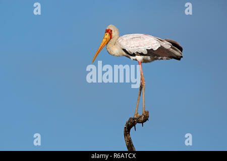 Yellow-billed stork sur une branche Banque D'Images