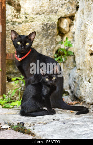 Deux chats noirs, à Kotor, au Monténégro. Banque D'Images