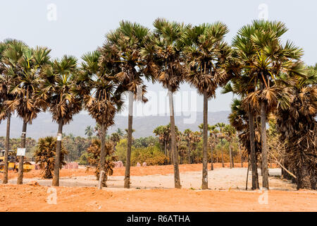 Green Palm arbres poussent sur le sable rouge sur l'arrière-plan du ciel bleu avec petit village beach. Banque D'Images