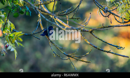 Blackbird percher sur une branche d'arbre. Banque D'Images