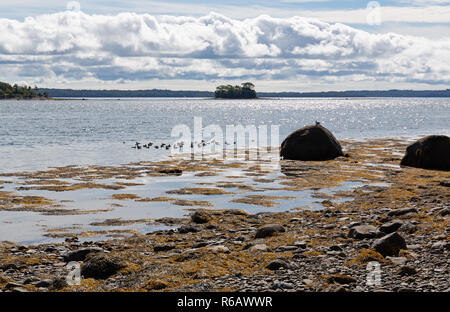 Un groupe de canards au large de la côte de l'Île Sears dans le Maine. Banque D'Images