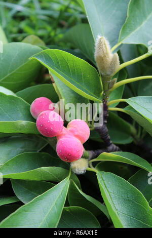 L'inhabituelle couleur rose fruit de Magnolia soulangeana (Lysimachia clethroides Duby Lysimachia fortunei Maxim) également connu sous le nom de saucer magnolia. Banque D'Images