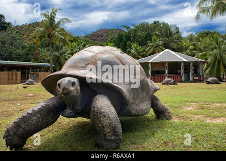 Tortue géante des Seychelles (Dipsochelys hololissa), l'île Curieuse près de Praslin, Seychelles, Afrique, Océan Indien. Tortue géante des Seychelles, Aldabra Banque D'Images