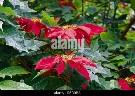 Weihnachtsstern Strauch - Euphorbia pulcherrima - SÃ¼damerika Banque D'Images