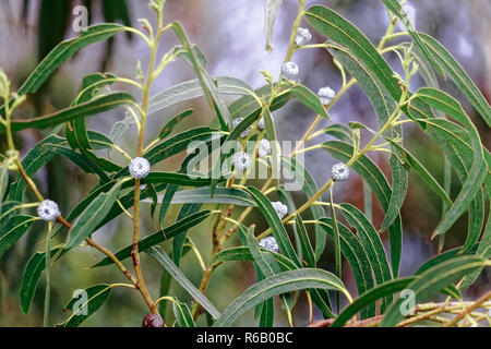 - L'Eucalyptus globulus Eukalyptus LABILLl -Amérique Banque D'Images