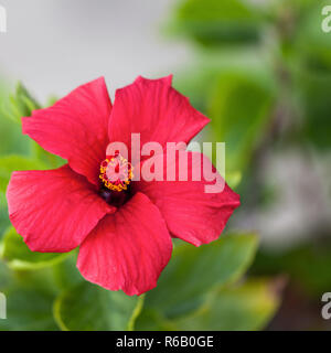 Red Hibiscus Flower Woman. Isolées. Image Banque D'Images