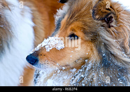 Colley chien dans la neige Banque D'Images