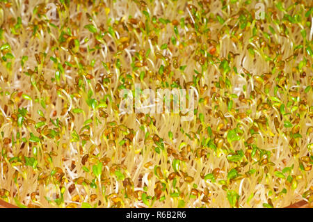 Germes de luzerne Banque D'Images