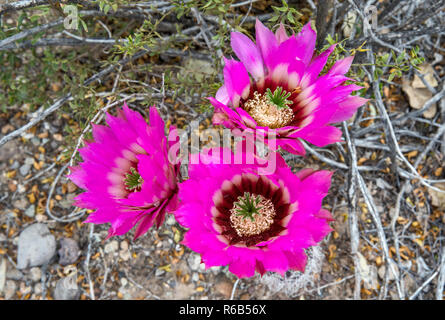 Strawberry cactus hérisson, Echinocereus engelmannii, fleuris, Désert de Chihuahuan, Big Bend National Park, Texas, États-Unis Banque D'Images