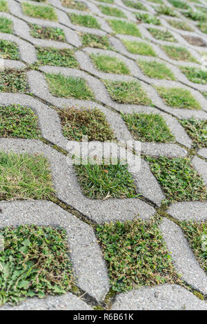 Pierres de pavage avec différentes herbes et herbes sauvages Banque D'Images