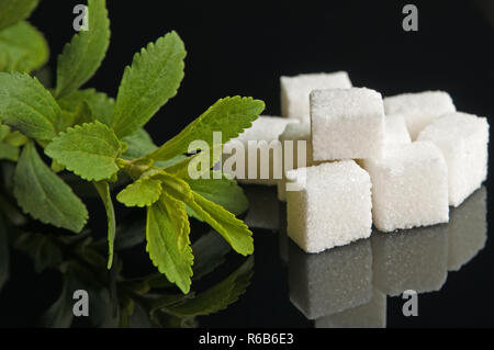 Le Stevia Rebaudiana Le soutien de fines herbes pour le sucre Banque D'Images