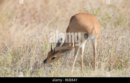 Steenbok en herbe jaune Banque D'Images