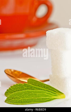 Le Stevia Rebaudiana Le soutien de fines herbes pour le sucre Banque D'Images