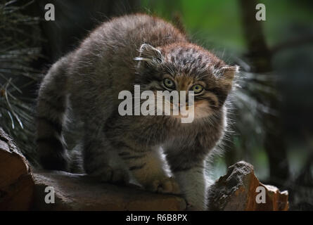 Close up portrait of manul chaton Banque D'Images