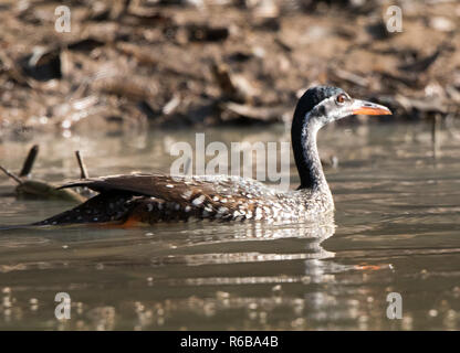 African Finfoot Podica senegalensis) ( Banque D'Images