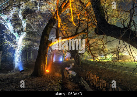 Forêt gyerim à Gyeongju dans la nuit Banque D'Images