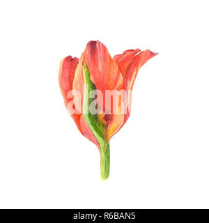 Illustration de l'aquarelle botanique tulipe rouge isolé sur fond blanc Banque D'Images