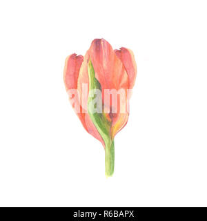 Aquarelle botanique illustration croquis de fleurs tulipes rouges sur fond blanc Banque D'Images