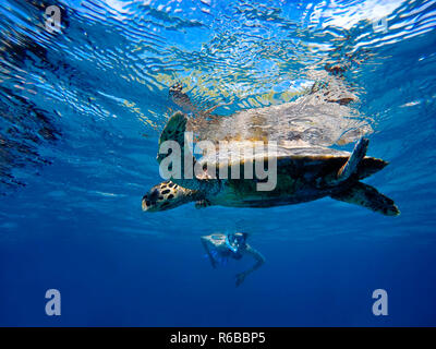 La tortue imbriquée sous les eaux des Seychelles Islands. Banque D'Images