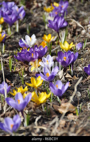 Crocus avec différentes couleurs de floraison au début du printemps Banque D'Images