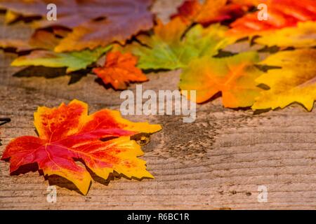 En automne les feuilles peintes soleil du soir Banque D'Images