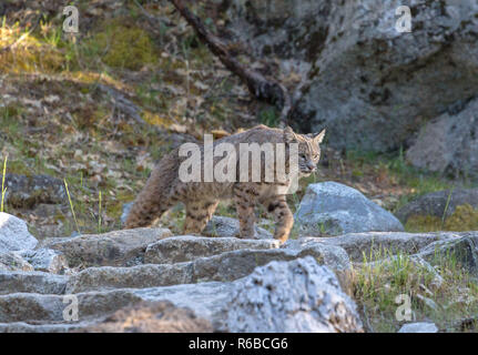 Bobcat Banque D'Images