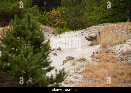 Détendez-vous place dans la nature avec une vue sur un paysage côtier. Banque mondiale entre dunes, Heath et forêt dans un paysage national aux Pays-Bas Banque D'Images