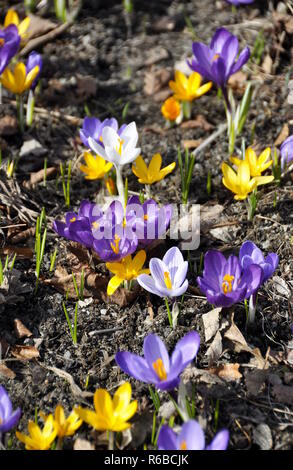 Crocus avec différentes couleurs de floraison au début du printemps Banque D'Images