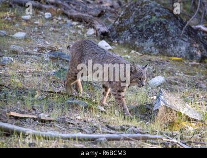 Bobcat Banque D'Images