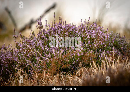 Parc Naturel National avec paysage de dunes de la côte néerlandaise. Paysage avec des dunes de sable, dunes d'herbe, Heath, de forêts, de pins et de mousses Banque D'Images