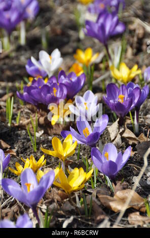 Crocus avec différentes couleurs de floraison au début du printemps Banque D'Images