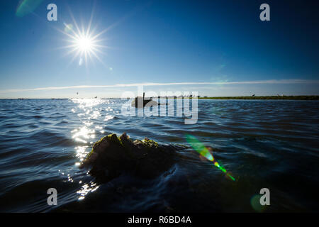 Position basse avec eau calme et des roches couvertes d'algues. Mouettes sur la mer de pierre et soleil bas pour le rétro-éclairage photo Banque D'Images