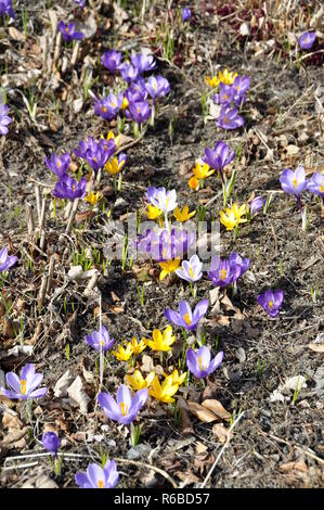 Crocus avec différentes couleurs de floraison au début du printemps Banque D'Images