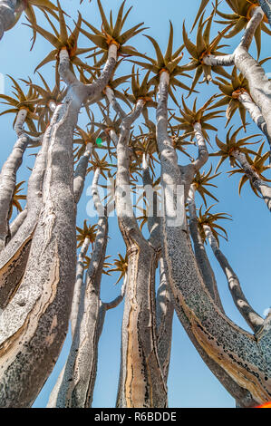 Quiver Tree ou kokerboom, Aloidendron dichotomum, près de C14 road, Namibie Banque D'Images