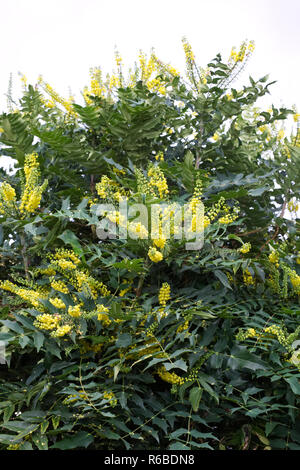 Mahonia aquifolium fleurs. Banque D'Images