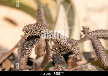 Détail de strobile, microsporangiate, strobiles, Welwitschia mirabilis Welwitschia, Namib Naukluft Park, Namibie Banque D'Images